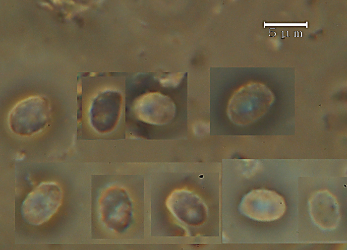 Lavoro - Crosta foto 0601 (Phlebiella fibrillosa)